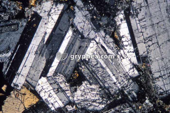 Gabbro LPA x10 - gryphea.com